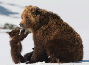 «Медведи Камчатки. Начало жизни»